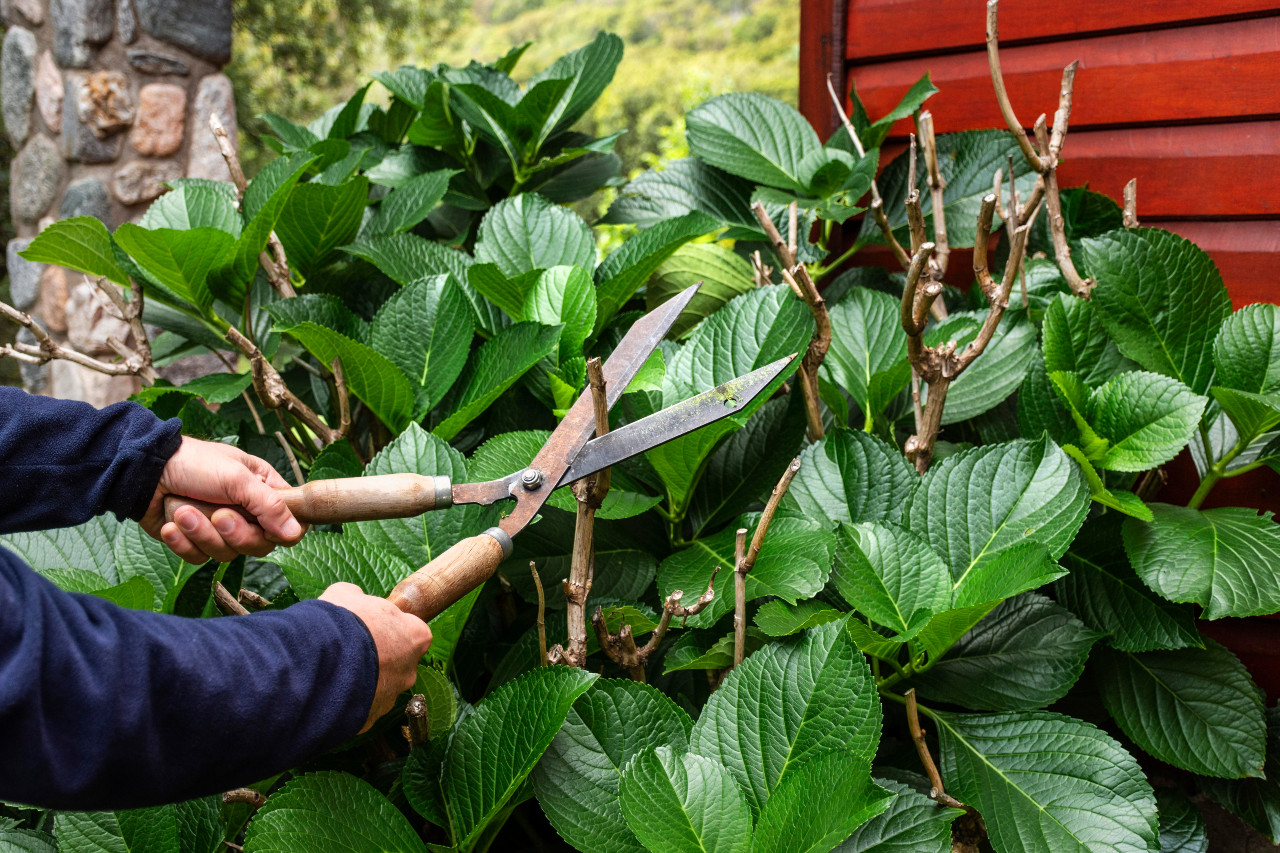 gardening image shears trimming bush